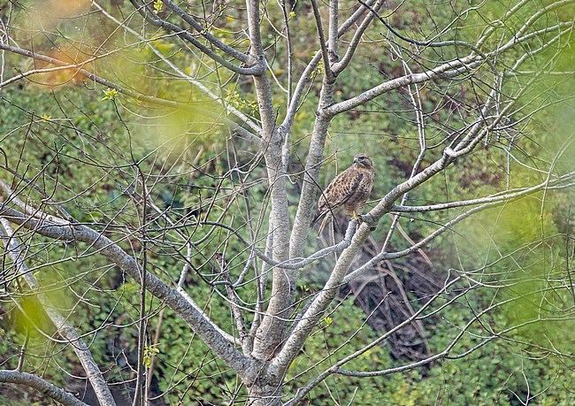 Himalayan Buzzard (Buteo refectus) in Thailand. stock-image by Agami/Pete Morris,