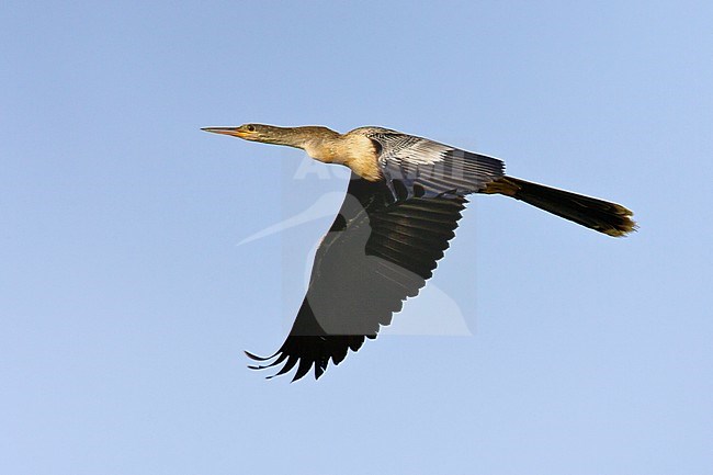 Adult female Anhinga (Anhinga anhinga leucogaster) in breeding plumage in flight in Chambers Country, Texas, USA. stock-image by Agami/Brian E Small,