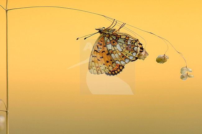 Zilveren Maan, Small Pearl-bordered Fritillary stock-image by Agami/Rob de Jong,