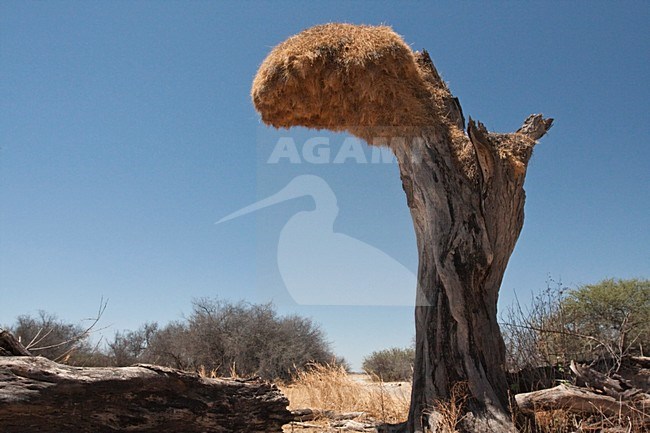 Republikeinwever nest in dode boom Namibie, Sociable Weaver nest in dead tree Namibia stock-image by Agami/Wil Leurs,