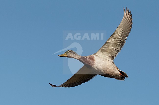 Mannetje Wilde Eend in de vlucht; Drake Mallard in flight stock-image by Agami/Markus Varesvuo,