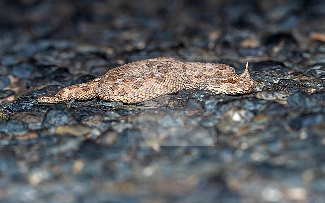 Horned Viper (Cerastes cerastes) ramping on the road, Aousserd Road, Western Sahara. stock-image by Agami/Vincent Legrand,