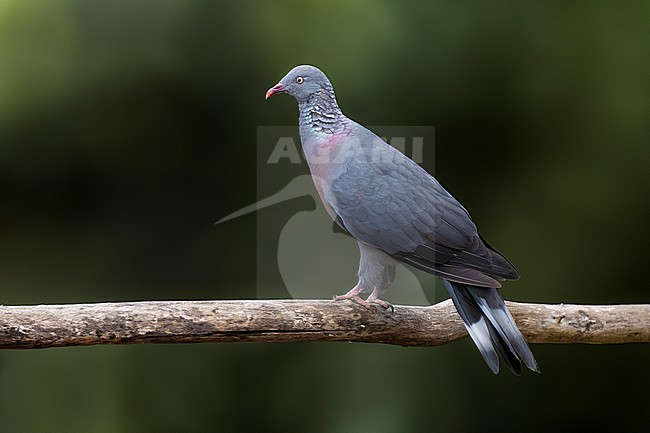 Trocaz Pigeon, Columba trocaz, on Madeira, Portugal. stock-image by Agami/Daniele Occhiato,