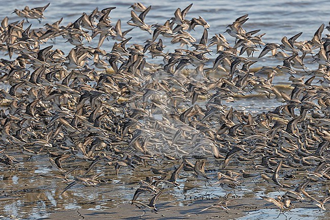 Huge wintering flock of Western Sandpipers (Calidris mauri) in Panama. stock-image by Agami/Pete Morris,
