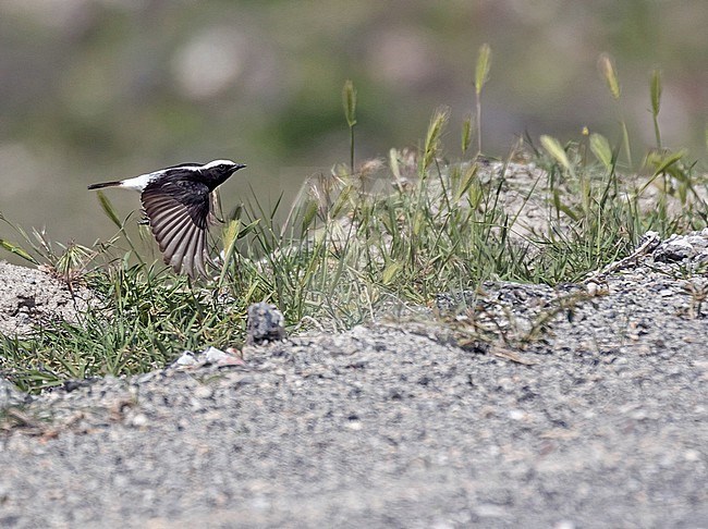 Male Finsch's Wheatear (Oenanthe finschii) in Turkey. stock-image by Agami/Pete Morris,