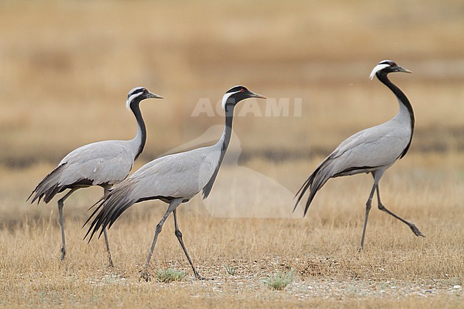 Demoiselle Crane - Jungfernkranich - Anthropoides virgo, Kazakhstan, adult with two juveniles stock-image by Agami/Ralph Martin,