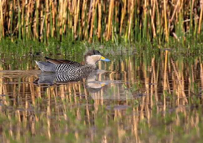 Silver Teal (Spatula versicolor) in Argentina. stock-image by Agami/Dani Lopez-Velasco,