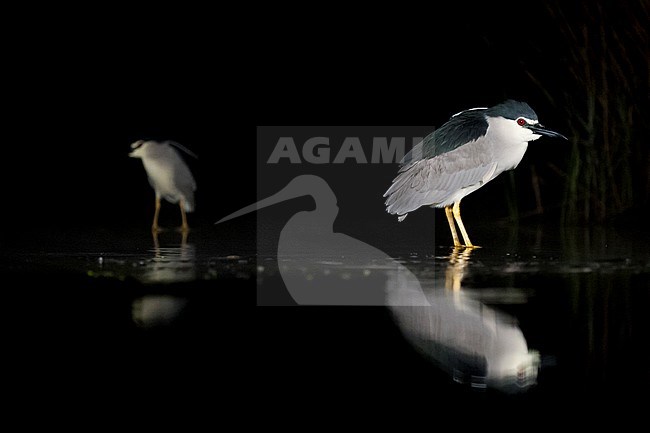 Kwakken staand in water; Black-crowned Night Herons standing in water stock-image by Agami/Marc Guyt,