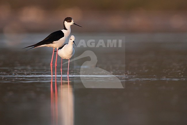 Black-winged Stilt - Stelzenläufer - Himantopus himantopus ssp. himantopus, Spain (Mallorca), adult male with female stock-image by Agami/Ralph Martin,