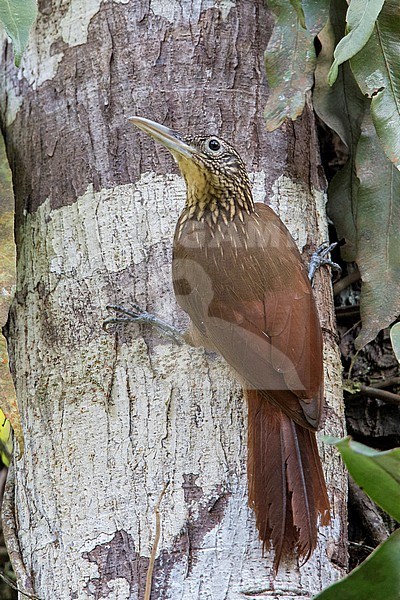 Buff-throated Woodcreeper (Xiphorhynchus guttatus guttatoides) at Amacayacu National Park, Amazonas, Colombia. stock-image by Agami/Tom Friedel,