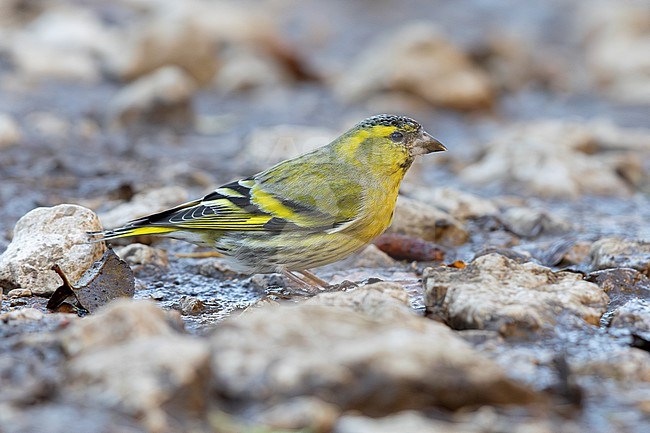Eurasian Siskin (Spinus spinus), side view of a male standing on the ground, Campania, Italy stock-image by Agami/Saverio Gatto,