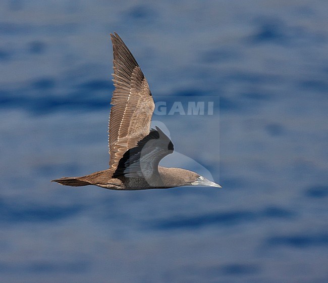Immature Brown Booby (Sula leucogaster leucogaster) off Ascension island in the mid atlantic ocean. Side of view of flying bird above the ocean. stock-image by Agami/Marc Guyt,