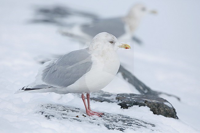 Kumliens Meeuw, Kumlien's Gull, Larus glaucoides kumlieni stock-image by Agami/Chris van Rijswijk,