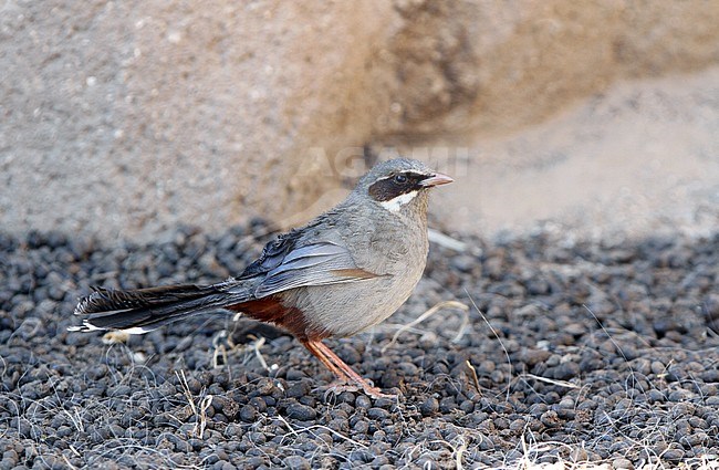 Brown-cheeked Laughingthrush (Trochalopteron henrici) standing on the ground in Tibet, China. Also known as Prince Henri's Laughingthrush. stock-image by Agami/James Eaton,