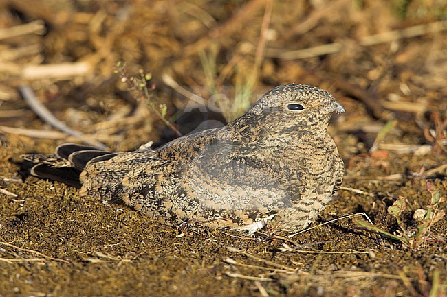 Common Nighthawk (Chordeiles minor) in Victoria, BC, Canada. stock-image by Agami/Glenn Bartley,