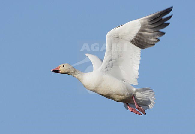 Sneeuwgans in de vlucht; Snow Goose in flight stock-image by Agami/Mike Danzenbaker,