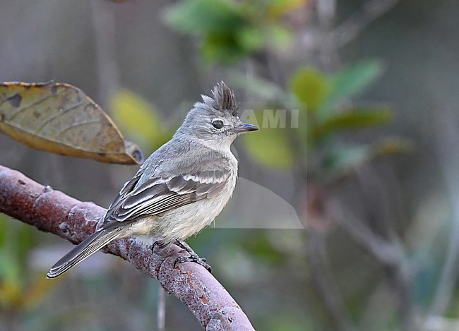 Plain-crested Elaenia (Elaenia cristata) in Brazil. stock-image by Agami/Laurens Steijn,