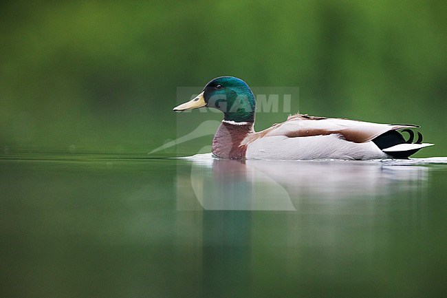Mallard (Anas platyrhynchos platyrhynchos) in Germany. Male swimming on green colored lake. stock-image by Agami/Ralph Martin,