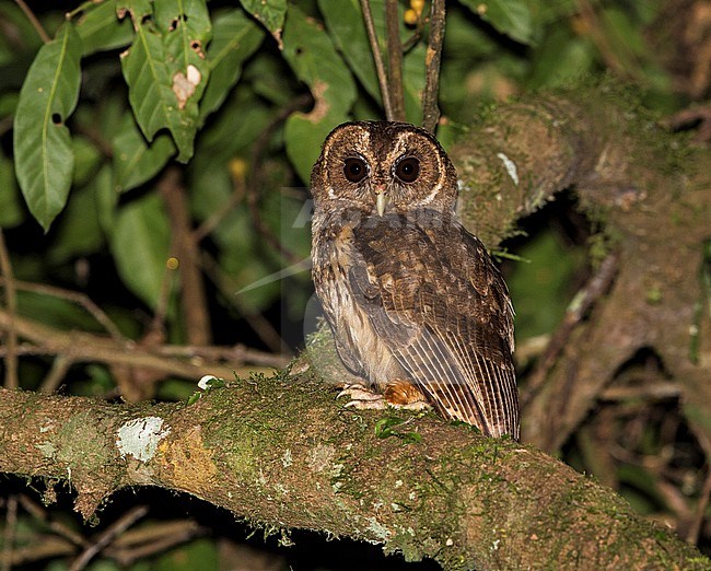 Mottled Owl, Ciccaba virgata borelliana, adult perched on a branch at night in forest at REGUA, Brazil stock-image by Agami/Andy & Gill Swash ,