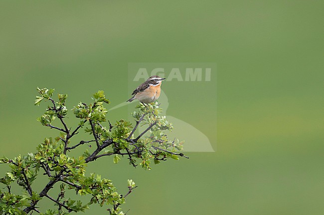 Whinchat - Braunkehlchen - Saxicola rubetra, Germany, adult male stock-image by Agami/Ralph Martin,