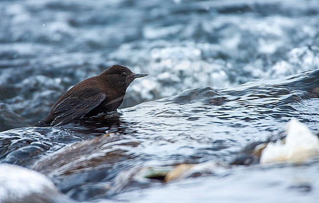 Brown Dipper (Cinclus pallasii pallasii) during cold winter in Japan. Foraging in fast flowing stream near Rausu on the island Hokkaido. stock-image by Agami/Marc Guyt,