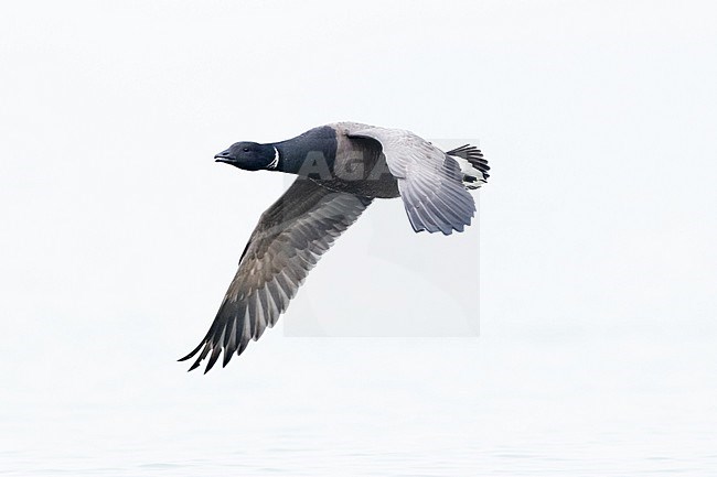  stock-image by Agami/Menno van Duijn,