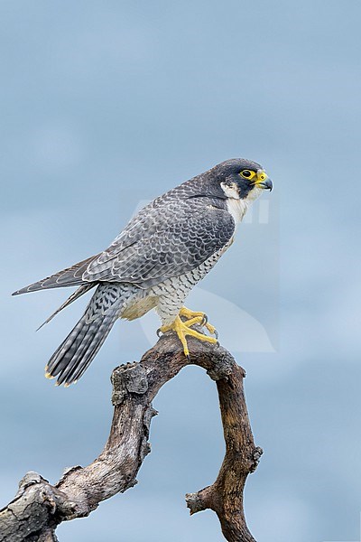 Adult American Peregrine Falcon, Falco peregrinus anatum, perched
Los Angeles Co., CA, USA stock-image by Agami/Brian E Small,