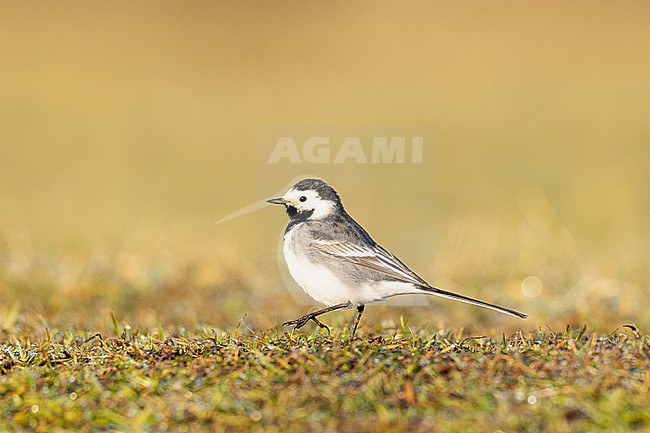  stock-image by Agami/Menno van Duijn,