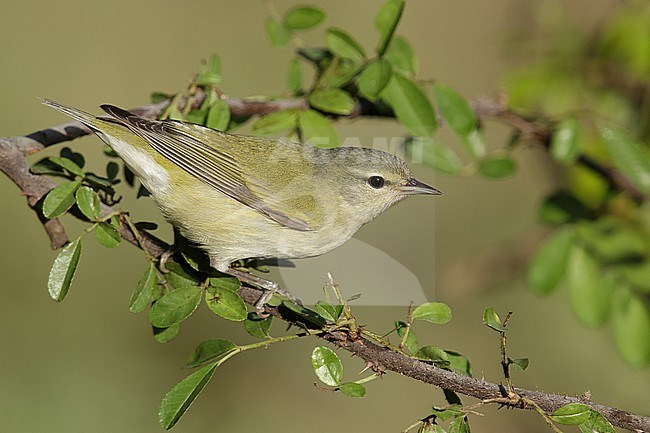 Adult male
Galveston Co., TX
April 2013 stock-image by Agami/Brian E Small,