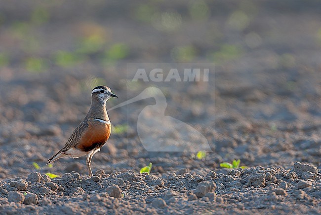 Adult Eurasian Dotterel (Charadrius morinellus) during spring migration on Wadden Island Texel in the Netherlands. stock-image by Agami/Marc Guyt,