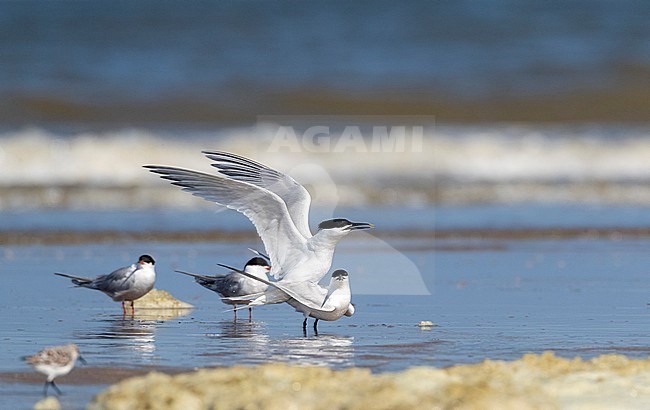 Pair of Sandwich Terns (Thalasseus sandvicensis) mating on the North Sea beach of Katwijk, Netherlands. Surrounded by Common Terns and Sanderlings. stock-image by Agami/Marc Guyt,