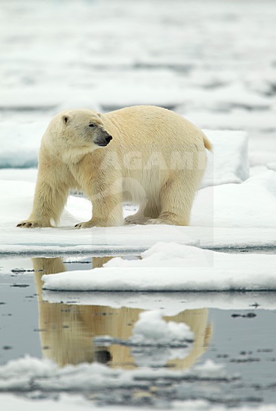 Volwassen IJsbeer, Adult Polar Bear stock-image by Agami/Danny Green,