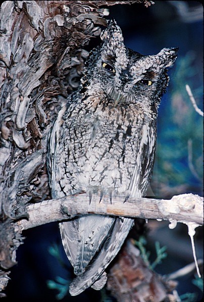 Gevlekte Schreeuwuil op een tak; Whiskered Screech-Owl on a branch stock-image by Agami/Mike Danzenbaker,