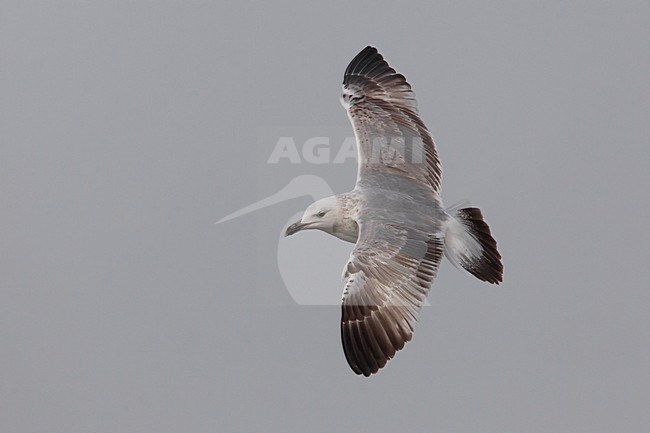Gabbiano del Caspio; Gabbiano delle steppe; Steppe Gull; Larus cachinnans barabensis stock-image by Agami/Daniele Occhiato,