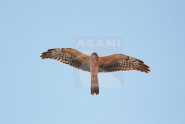 Montagu's Harrier Israel April Niittysuohaukka Circus pygargus stock-image by Agami/Tomi Muukkonen,