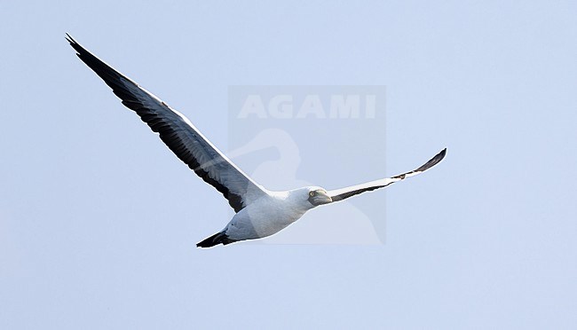 Masked Booby (Sula dactylatra) adult in flight off Mirbat stock-image by Agami/Roy de Haas,