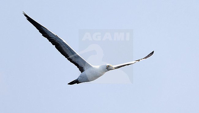 Masked Booby (Sula dactylatra) adult in flight off Mirbat stock-image by Agami/Roy de Haas,