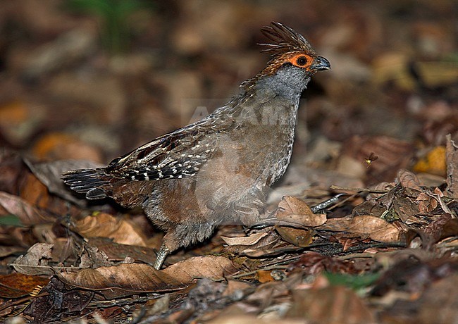 Spot-winged Wood Quail (Odontophorus capueira) walking on the forest floor stock-image by Agami/Andy & Gill Swash ,