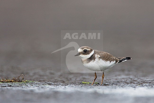  stock-image by Agami/Bas van den Boogaard,