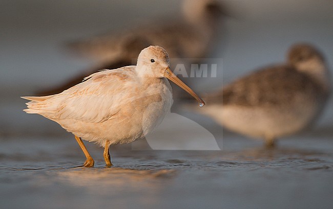 Short-billed Dowitcher (Limnodromus griseus) standing on Plymouth Beach in Massachusetts, USA. Incredibly striking bird. Immature bird by the markings on scapulars and tertials. Associating with the other dowitchers and mixed wader flock. stock-image by Agami/Ian Davies,