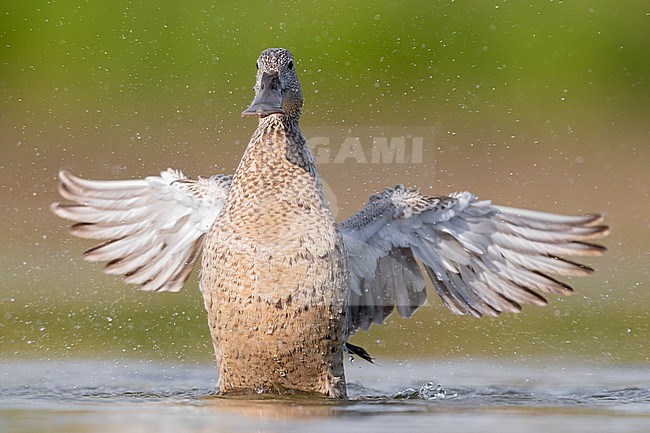 Northern Shoveler (Anas clypeata), adult female shaking its wings, Campania, Italy stock-image by Agami/Saverio Gatto,
