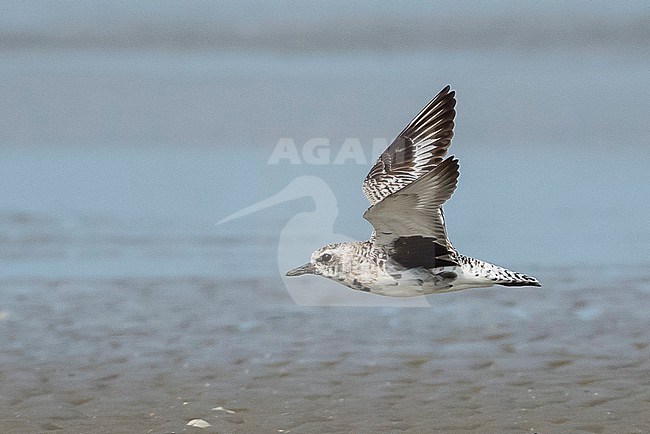 Adult non-breeding Grey Plover (Pluvialis squatarola) during spring migration in Galveston County, Texas, USA. Moulting in summer plumage. stock-image by Agami/Brian E Small,