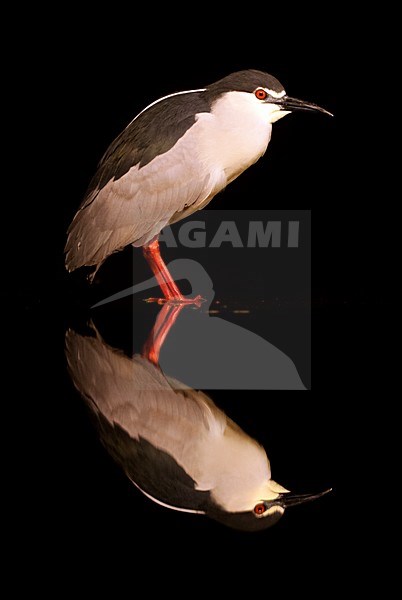 Kwak staand in water met spiegelbeeld; Black-crowned Night Heron standing in the water with its reflection stock-image by Agami/Marc Guyt,