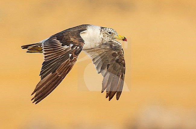 Juvenile Belcher's Gull (Larus belcheri) in flight, Paracas, Peru, South-America. stock-image by Agami/Steve Sánchez,
