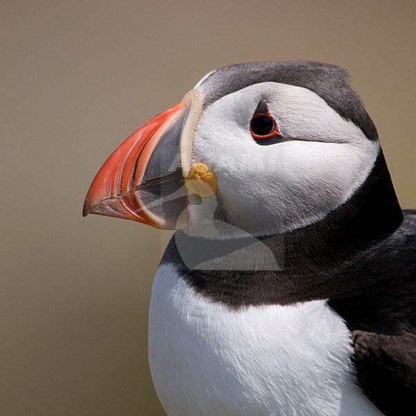 Papegaaiduiker close-up; Atlantic Puffin close up stock-image by Agami/Han Bouwmeester,