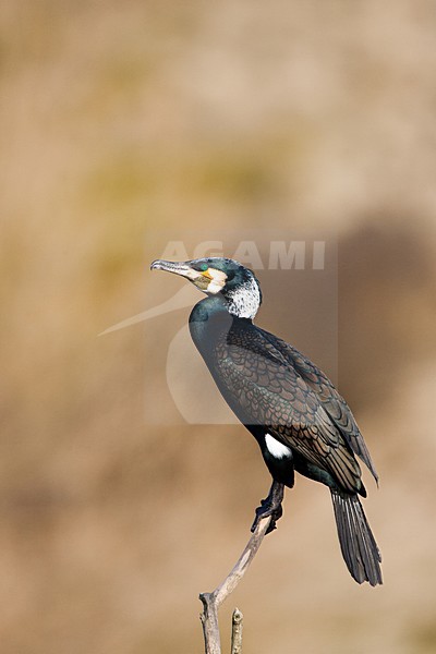 Volwassen Aalscholver zittend op tak; Adult Great Cormorant perched on branch stock-image by Agami/Menno van Duijn,