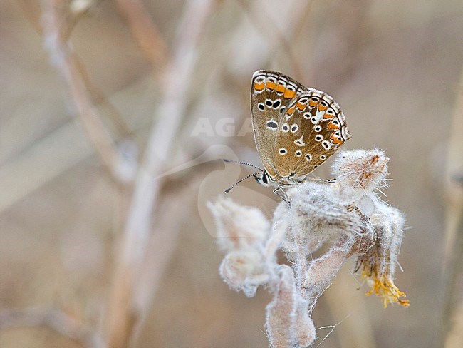 Moors bruin blauwtje / Southern Brown Argus (Aricia cramera) stock-image by Agami/Wil Leurs,