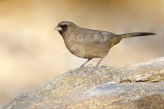 Adult Abert's Towhee (Melozone aberti) perched on a rock in Maricopa Co., Arizona, United States. stock-image by Agami/Brian E Small,