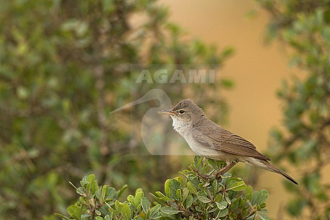 Adult Upcher's Warbler (Hippolais languida) perched on top of a bush in Israel. stock-image by Agami/Yoav Perlman,