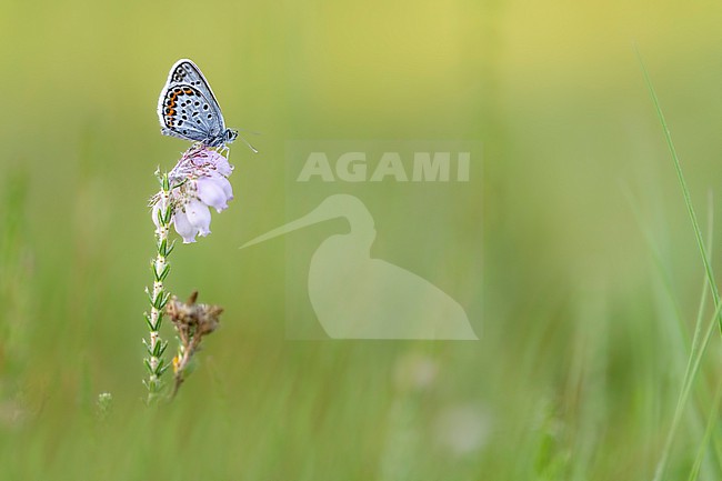 Silver-studded Blue, Plebejus aragus stock-image by Agami/Wil Leurs,